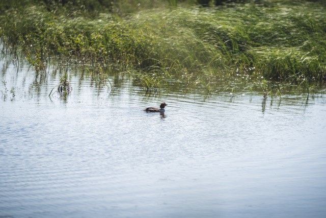Kosteikkojen ennallistaminen