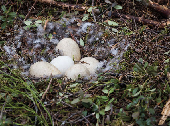 Säätiön suunnattu apuraha myönnetty Johanna Häkkiselle